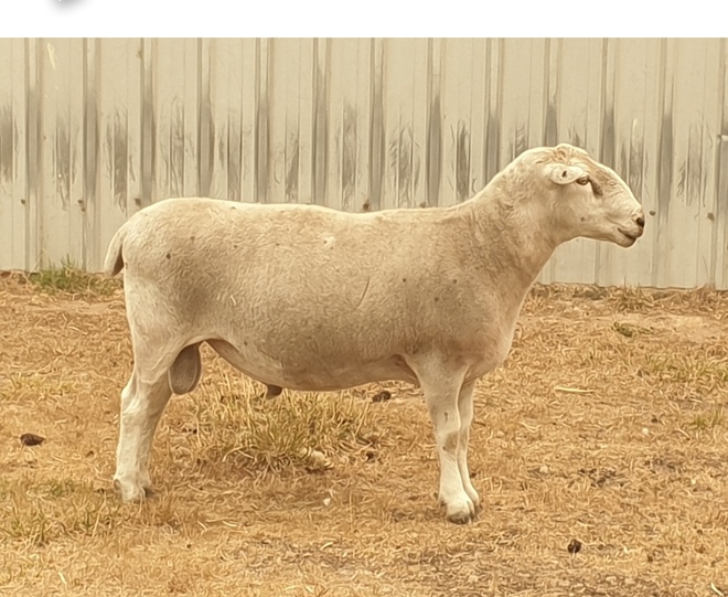 2016 Wiltipoll Ram