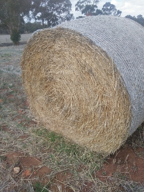 Barley Hay 5x4 Round Bales 
