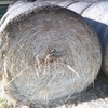 60 x Sorghum Hay 5x4 Bales + Freight 