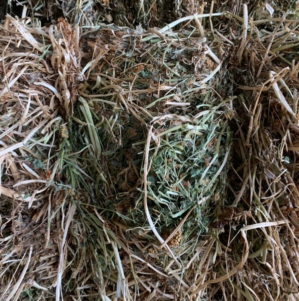 Clover hay