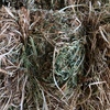 Clover hay