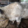 White Galloway Bull. Sire of prize winning progeny