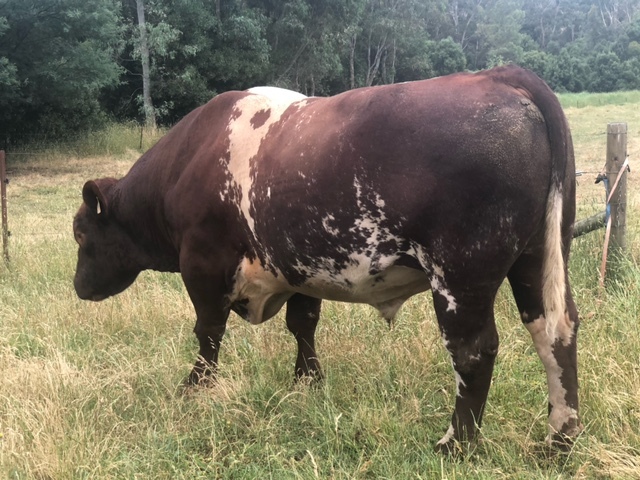 Pure breed shorthorn Bull registered