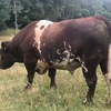 Pure breed shorthorn Bull registered
