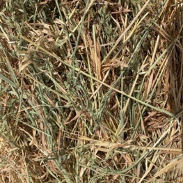 Oat Hay - Approximately 300 Rolls - SOLD BY THE ROLL