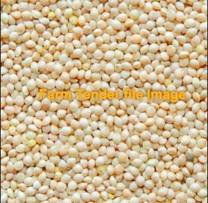 French White Millet