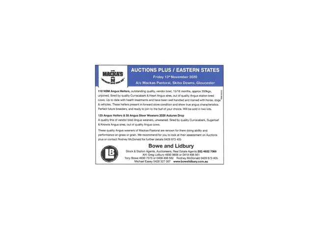 125 Angus Heifers Via AuctionsPlus Friday 13th of November