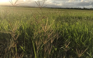 500 x Rhodes Grass & Signal Grass Mix Hay Small Bales