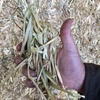 ❗️REDUCED❗️OATEN HAY with rye grass; Shedded 8x4x3 big squares; $160 PER TONNE