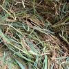 CONDITIONED OATEN HAY
