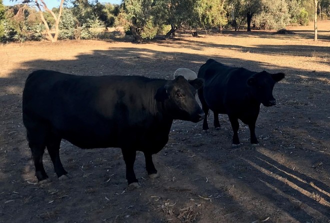 Lowline females for sale