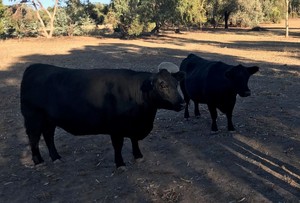 Lowline females for sale