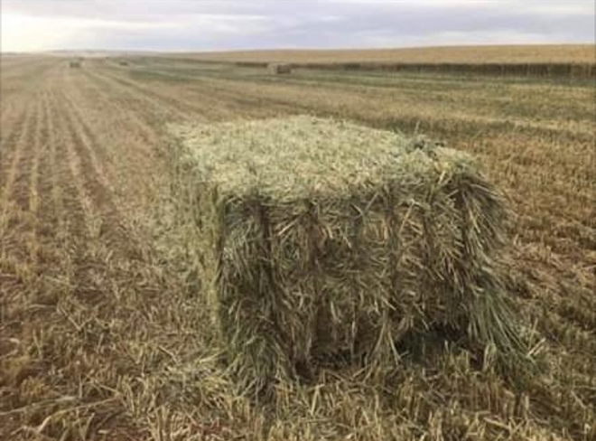250mt Wheaten Hay 8x4x3 Bales