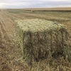 250mt Wheaten Hay 8x4x3 Bales