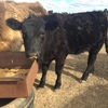 Black Angus steers
