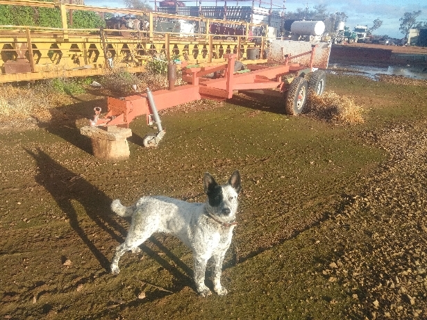 Canola pickup trailer suit case 
