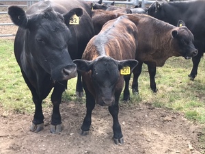 Angus Cows and calves