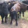 Angus Cows and calves