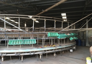 50 Stand Rotary Dairy