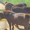 Red Boer Bucks for Sale