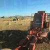 Clover hay small squares in bale baron packs
