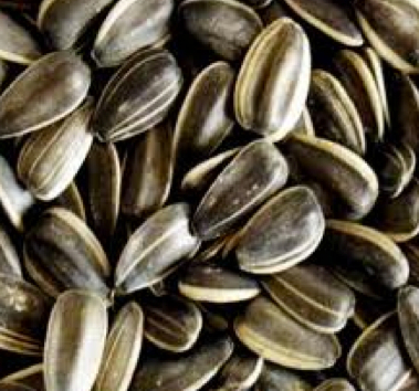 WANTED Grey Stripe Sunflowers