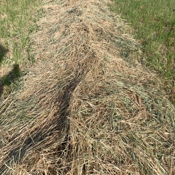 5x4 rye grass rolls