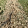 5x4 rye grass rolls