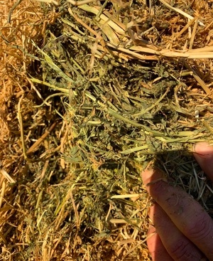 Vetch Hay 8x4x3 + Freight