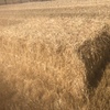Wheat Straw Header Tailings 8x4x3
