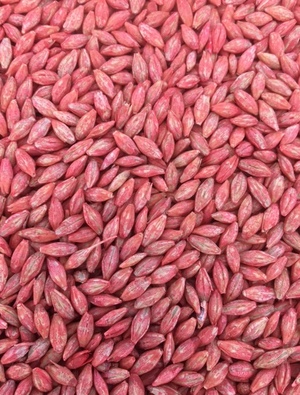 Barley Seed cleaned /treated (West Wyalong)