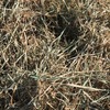 Hay For Sale - no rain damage