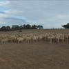160 Merino Wether Lambs for Sale