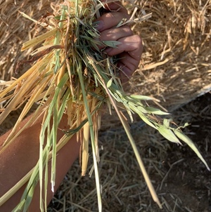 5×4 Oaten Hay Round Bales