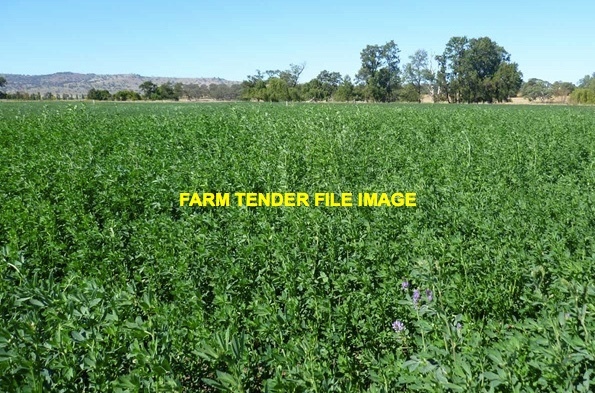 Lucerne Small Squares