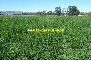 Lucerne Small Squares