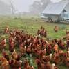 Free Range Pastured Egg Business 