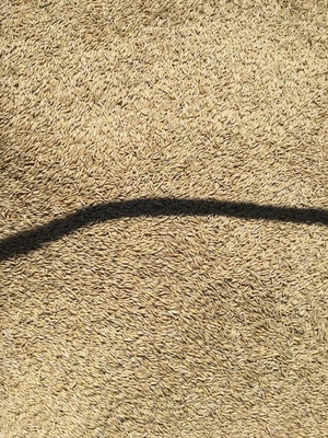 20-25mt Dual Purpose Oats ex farm