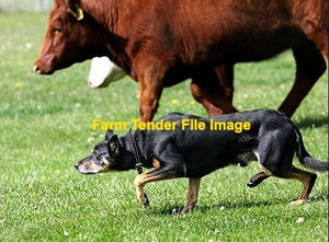 WANTED Working Cattle Dogs 