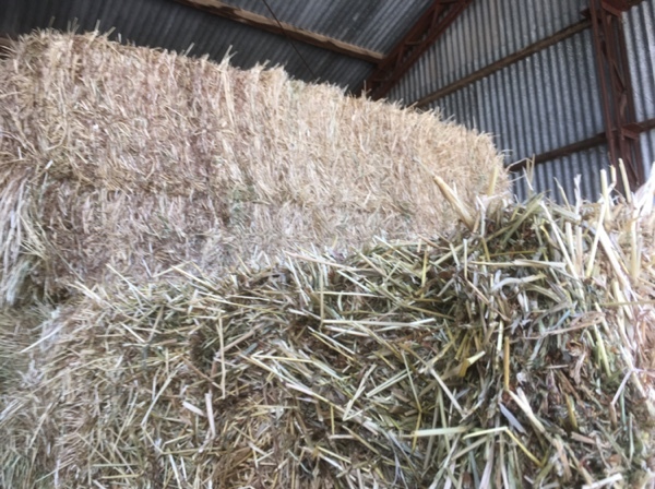 1 x Single Load of Balansa Clover & Rye Grass Hay for SALE