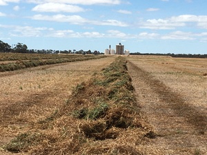 100 m/t of A1 Vetch Hay 8x4x3 Bales