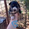 4 pure bred kelpie pups for sale