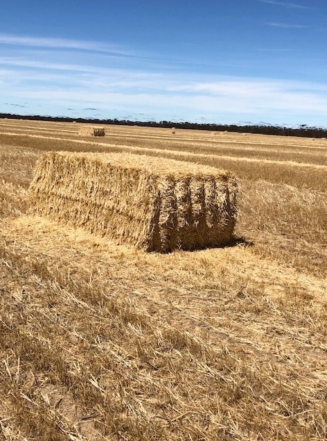 70mt Wheaten Straw 8x4x3 Bales