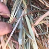 Oaten Hay Rolls For Sale Ex Farm or Can Freight 