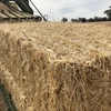 Barley Straw