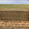 250mt Vetch Hay 600kg 8x4x3 Bales