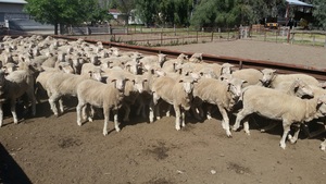 Long term agistment/lease wanted 900 ewes