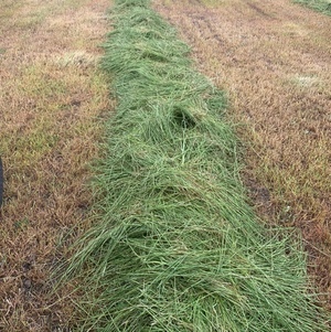 Grass Hay 8x4x3 Bales New Season 