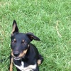 Border Collie x Kelpie Pup 