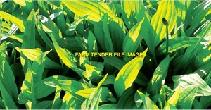 Plantain Seed Wanted